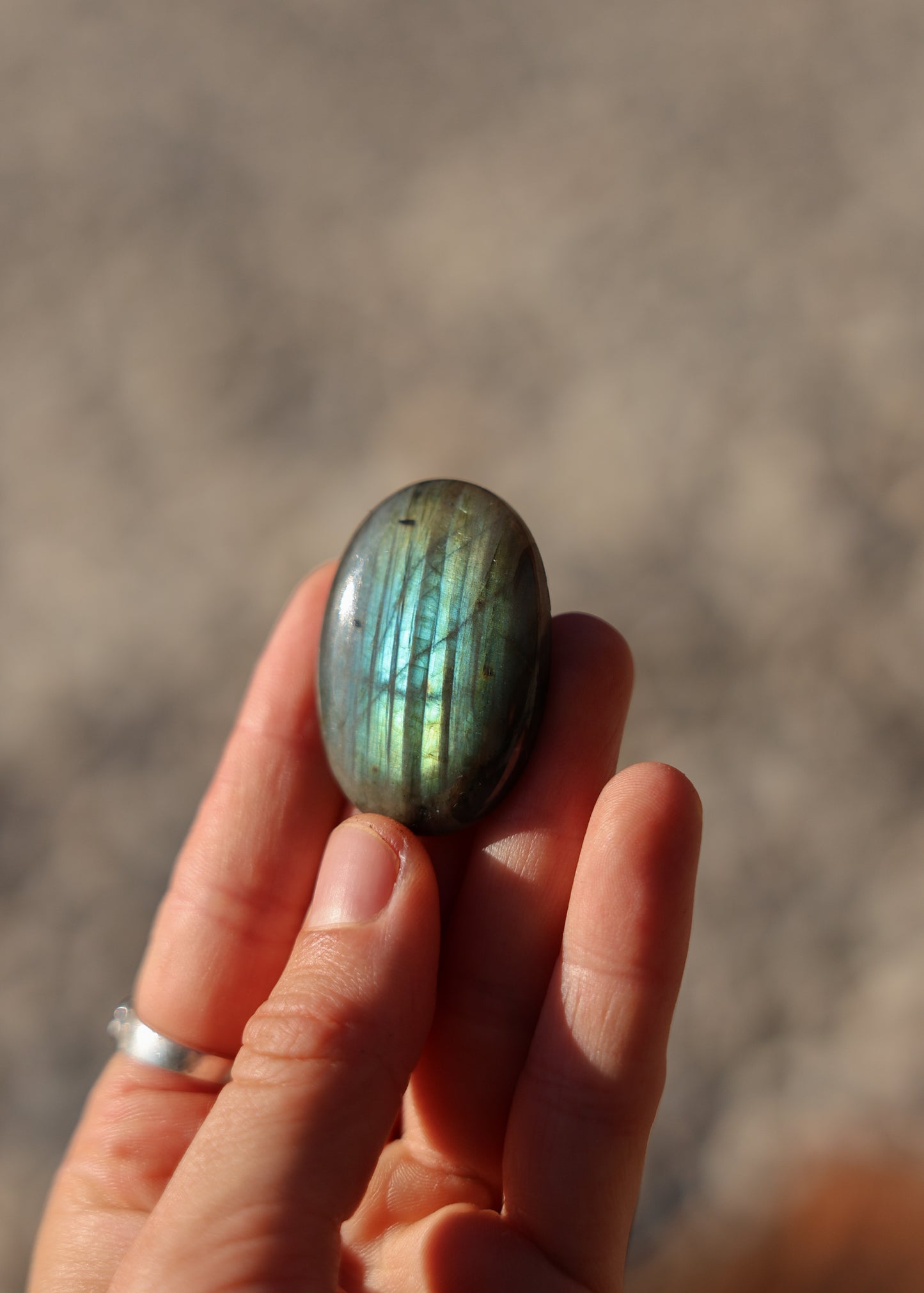 No labrador | Labradoriet